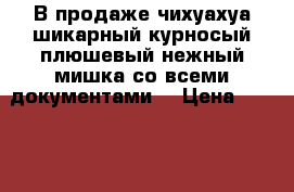 В продаже чихуахуа шикарный курносый плюшевый нежный мишка со всеми документами. › Цена ­ 10 000 - Московская обл., Москва г. Животные и растения » Собаки   
